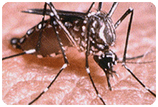 DENGUE