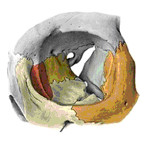 Ossos constituintes da cavidade orbitária