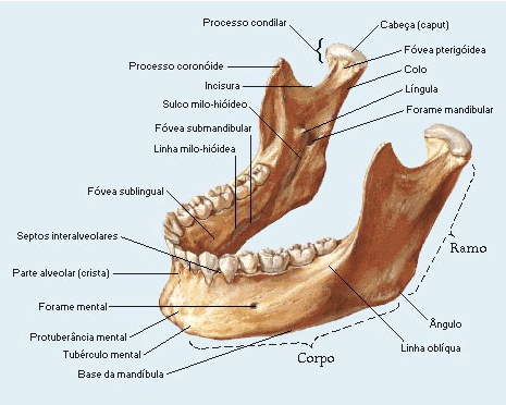 Regiões anatômicas da mandíbula