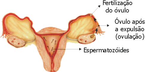 Esquema representando ovulação e fertilização
