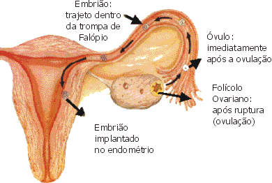 Esquema representando ovulação, migração embrionária e implantação