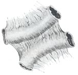 Fibrina